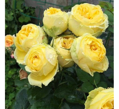 Роза Каталина (Catalina)